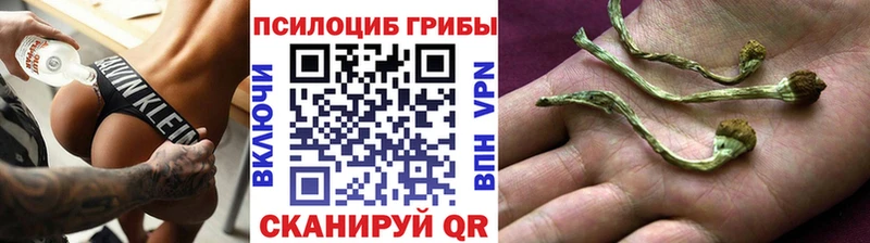 Купить  Верхоянск  Псилоцибиновые грибы Psilocybe 